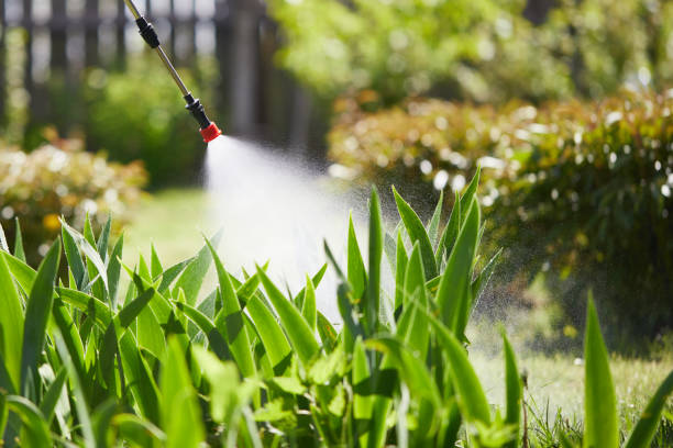 24/7 Emergency Termite Control experts in Justice, IL