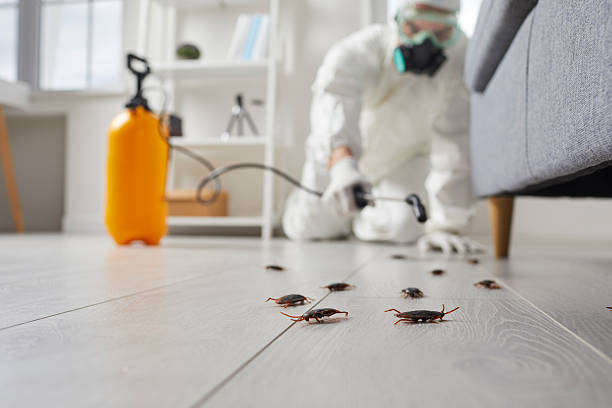 Affordable Termite Control solutions in Justice, IL